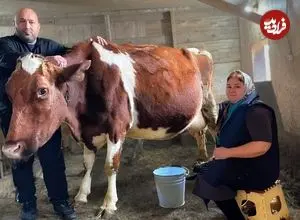 ببینید| غذای روستایی در روسیه؛ تهیه پنیر خانگی با شیر تازه گاو