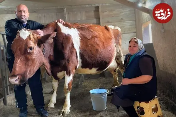 ببینید| غذای روستایی در روسیه؛ تهیه پنیر خانگی با شیر تازه گاو