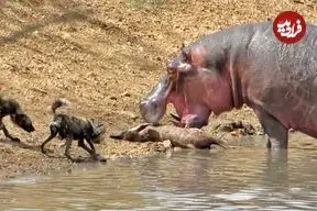 ببینید| درگیری شدید بین اسب آبی و یک گله سگ وحشی بر سر یک کودو 