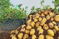 (ویدئو) نحوه کاشت 1.5 کیلو سیب زمینی در لاستیک قدیمی و برداشت 10 کیلوگرم