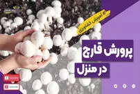 (ویدئو) آموزش پرورش قارچ دکمه ای در منزل + نکات مهم 
