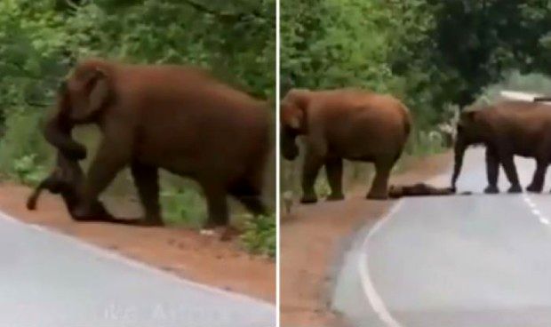(ویدیو) ببینید چطور گله فیل ها برای بچه فیل مرده تشییع جنازه می گیرند
