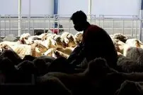 قیمت دام زنده در آستانه عید قربان