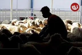 قیمت دام زنده در آستانه عید قربان