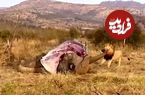 ببینید؛ تلاش عجیب شیر نر برای کشیدن فیل عظیم‌الجثه از خرطوم!