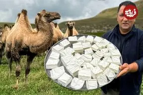 ببینید| غذای روستایی در آذربایجان؛ تهیه پنیر سنتی با شیر تازه شتر در طبیعت