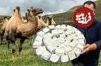 ببینید| غذای روستایی در آذربایجان؛ تهیه پنیر سنتی با شیر تازه شتر در طبیعت