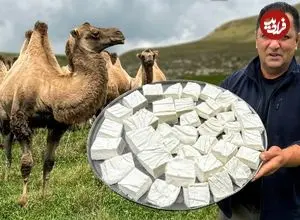 ببینید| غذای روستایی در آذربایجان؛ تهیه پنیر سنتی با شیر تازه شتر در طبیعت