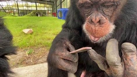 (ویدئو) تمیزکاری و نظافت جالب این شامپانزه