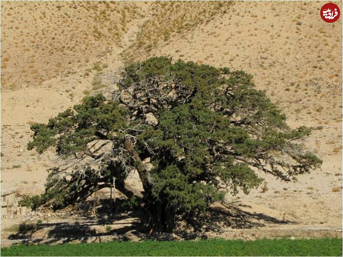 (تصاویر) از تک‌ درخت‌ های مشهور ایران چه می دانید؟