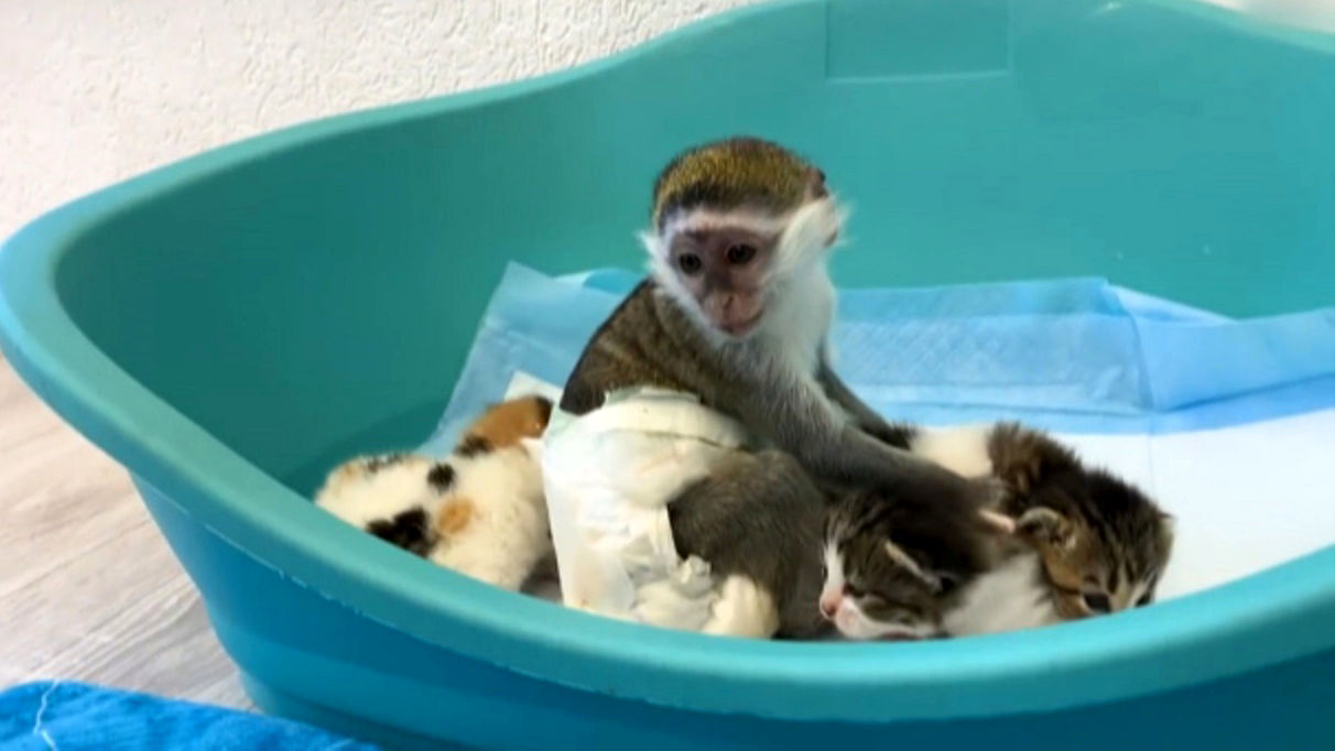 (ویدئو) بچه میمون بانمکی که فکر می کنند برادر این بچه گربه هاست!