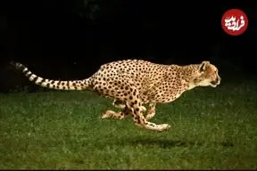 ببینید| تصاویر هوایی از تعقیب نفس‌گیر گوزن یالدار توسط یوزپلنگ‌