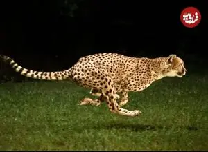 ببینید| تصاویر هوایی از تعقیب نفس‌گیر گوزن یالدار توسط یوزپلنگ‌