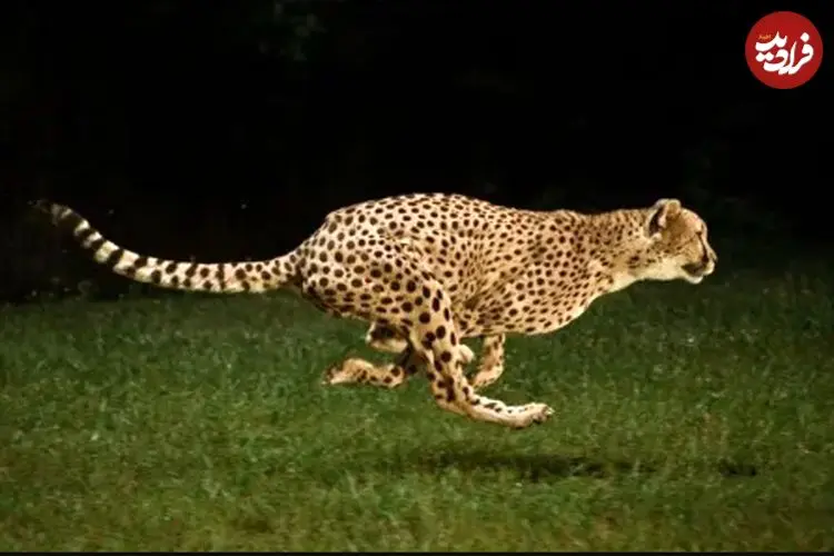 ببینید| تصاویر هوایی از تعقیب نفس‌گیر گوزن یالدار توسط یوزپلنگ‌