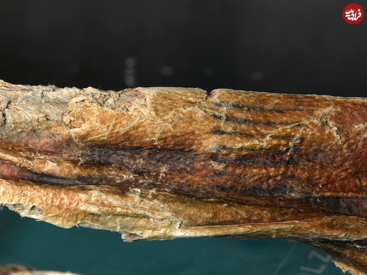 معمای قدیمی‌ترین خالکوبی جهان؛ مرد 5300 ساله چگونه تتو کرد؟