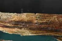 معمای قدیمی‌ترین خالکوبی جهان؛ مرد 5300 ساله چگونه تتو کرد؟