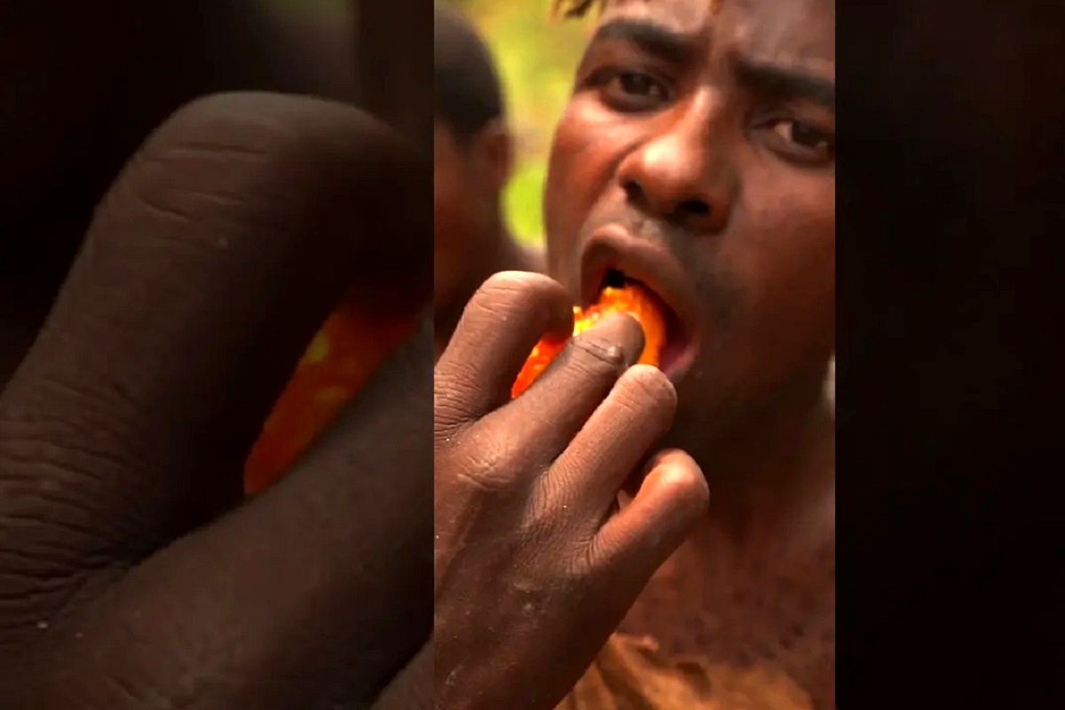(ویدئو) برداشت عسل وحشی از تنه درخت غول پیکر توسط بومی های قبیله آفریقایی