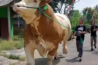 (ویدئو) یک گاوداری متفاوت در اندونزی با غول های عظیم الجثه 1.5 تنی!