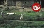 عکس| سفر زمان؛ منظرۀ زیبای کلبه‌های روستایی در مازندران؛ 50 سال قبل