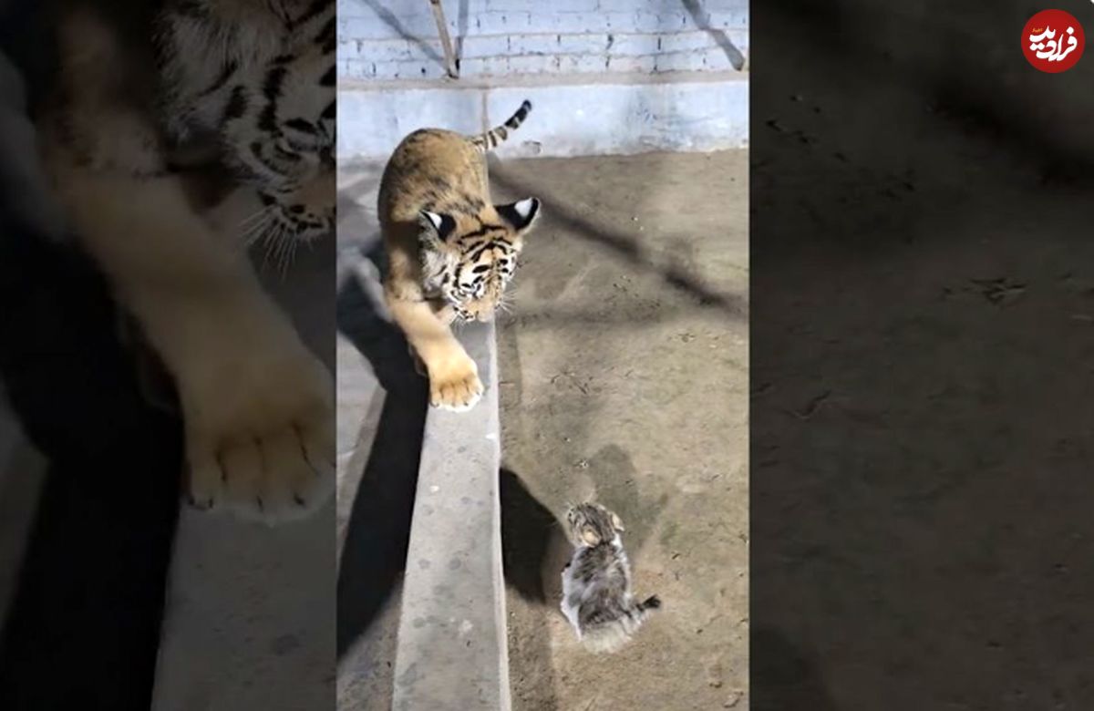 (ویدئو) شجاعت خیره کننده بچه گربه فسقلی در اولین دیدار با یک توله ببر!