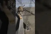 (ویدئو) شجاعت خیره کننده بچه گربه فسقلی در اولین دیدار با یک توله ببر!