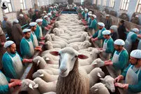 (ویدئو) چگونه ازبک ها سالانه 3 میلیون دلار از چربی دنبه گوسفند درآمد دارند؟ 