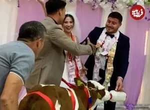 ببینید| هدیه متفاوت دوستان به داماد در جشن عروسی؛ یک گوساله!