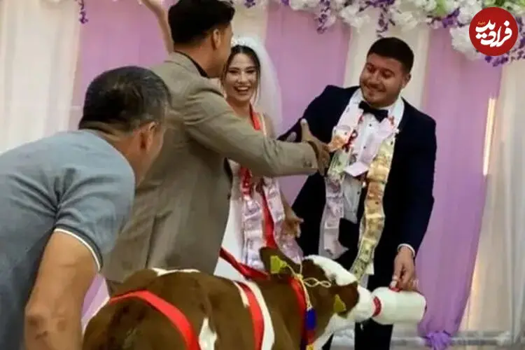 ببینید| هدیه متفاوت دوستان به داماد در جشن عروسی؛ یک گوساله!