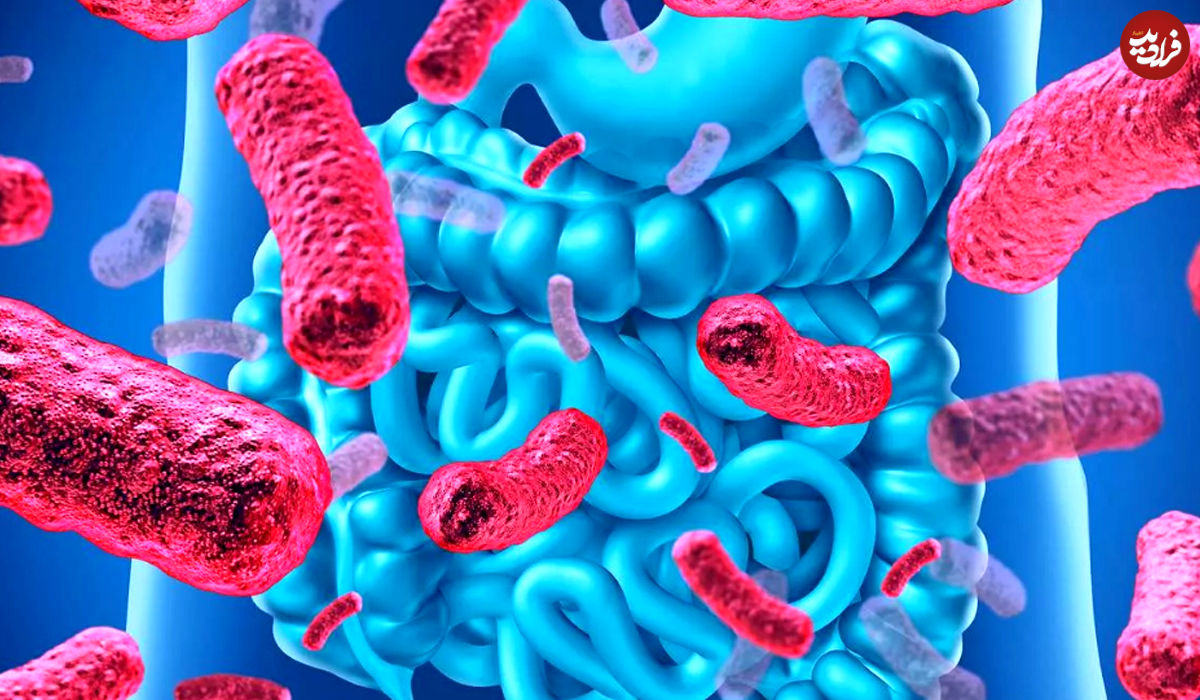 شناسایی باکتری روده‌ای که به انسان‌ عمر 100 ساله می‌دهد!