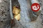 ماجرای «گنج کومو»؛ کوزه‌ای با هزار سکۀ طلا که بعد از 1500 سال از زیر خاک بیرون آمد