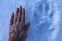 ( عکس) غول‌پیکرترین گرگ جهان، یک شکارچی باشکوه