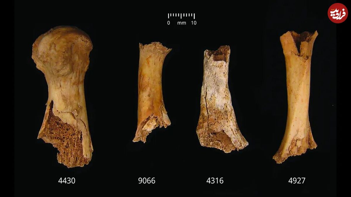 ( عکس) جنایت وحشتناک ۴۰۰۰ سال پیش در بریتانیا دانشمندان را متحیر کرده است