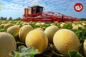 ببینید| چگونه کشاورزان ژاپنی گران ترین طالبی های جهان را پرورش داده و برداشت می کنند؟