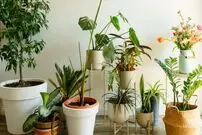 تصاویر؛ ۱۲ گیاه آپارتمانی مفید برای سلامتی، به توصیه کارشناسان