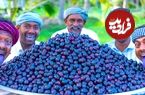 ببینید؛ غذای روستایی در هند؛ تهیه مربا با 100 کیلو آلو سیاه در طبیعت