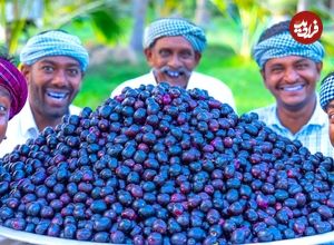 ببینید؛ غذای روستایی در هند؛ تهیه مربا با 100 کیلو آلو سیاه در طبیعت
