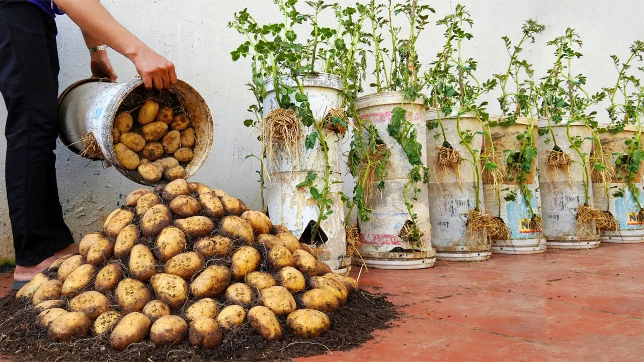 (ویدئو) روشی درخشان برای کاشت و برداشت 12 کیلو سیب زمینی در سطل پلاستیکی