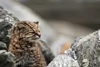 تصاویر؛ کودکود ؛ شکارچی 2 کیلوگرمی فوق حرفه ای! 