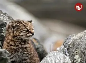 تصاویر؛ کودکود ؛ شکارچی 2 کیلوگرمی فوق حرفه ای! 