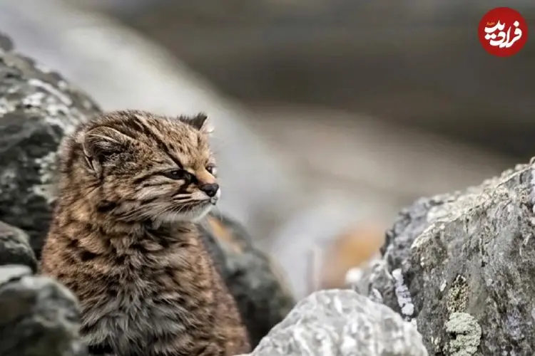 تصاویر؛ کودکود ؛ شکارچی 2 کیلوگرمی فوق حرفه ای! 