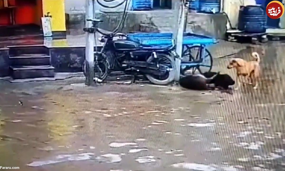 (ویدئو) یک سگ جانش را فدا کرد تا دوستش را از برق گرفتگی نجات دهد