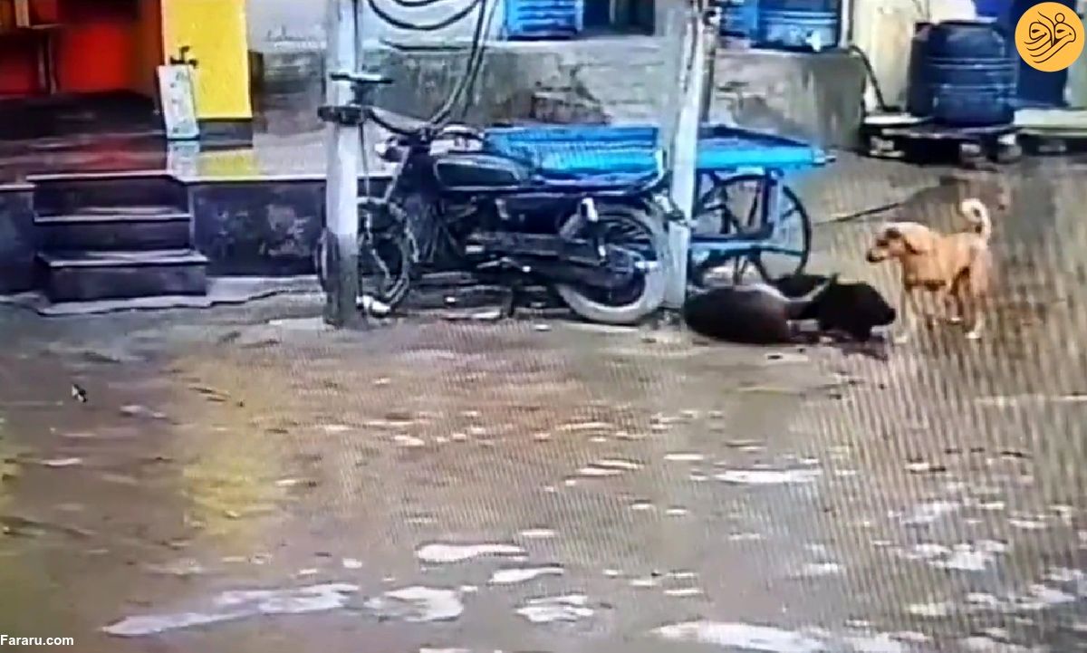 (ویدئو) یک سگ جانش را فدا کرد تا دوستش را از برق گرفتگی نجات دهد