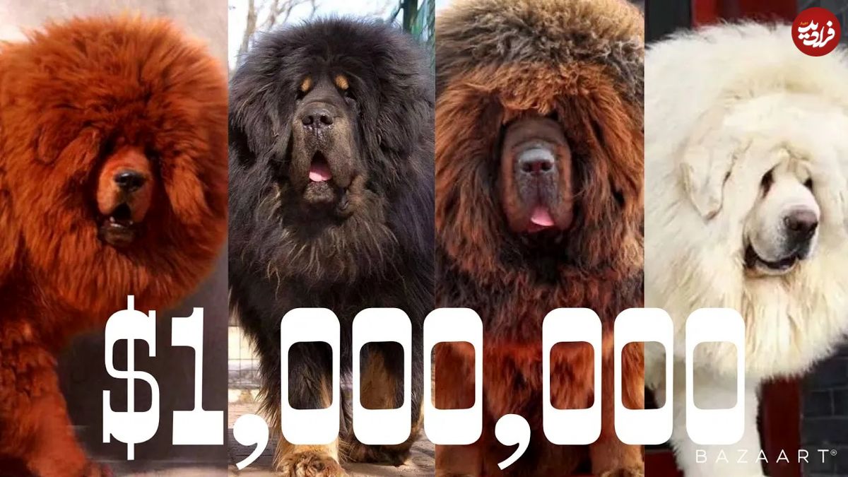 (ویدئو) این بزرگترین و گران ترین سگ در جهان است؛ 50 میلیارد تومان ناقابل!