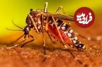 پشه آئدس به تهران رسید؟