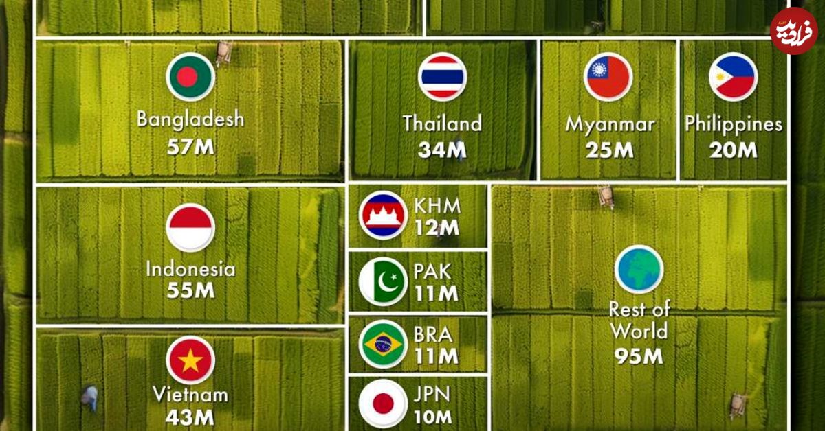 (اینفوگرافیک) با بزرگترین تولیدکنندگان برنج جهان آشنا شوید