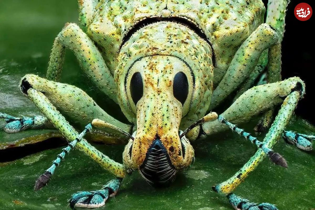 عکس؛ سوسک خرطومدار؛ بزرگترین خانواده جانوری روی کره زمین