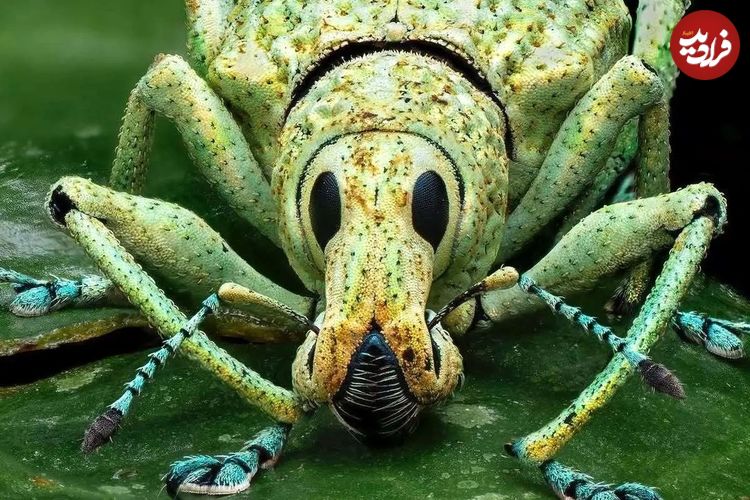 عکس؛ سوسک خرطوم‌دار؛ بزرگترین خانواده جانوری روی کره زمین