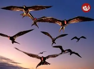 خوابیدن با یک چشم باز؛ راز عجیب خواب تک نیمکره ای