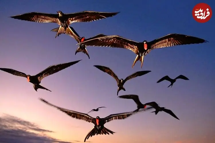 خوابیدن با یک چشم باز؛ راز عجیب خواب تک نیمکره ای