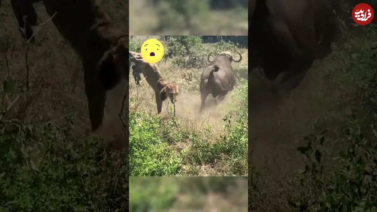 (ویدئو) کشته شدن شیرهای بی نوا توسط بوفالوهای خشمگین